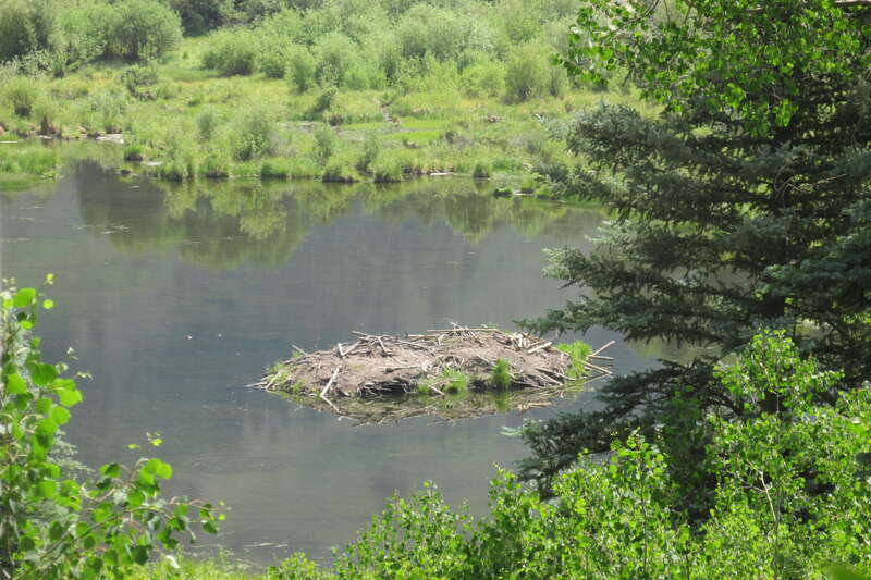 Pond