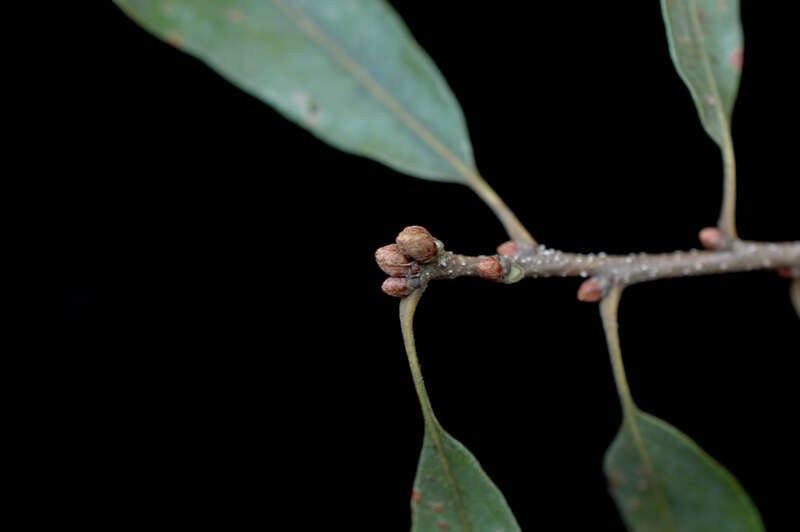Quercus similis