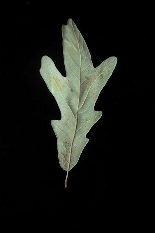 Quercus similis