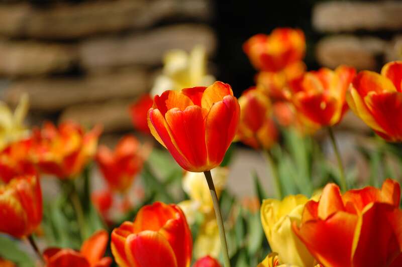 Tulips blossoming in w:Dumbarton Oaks, Washington, DC.