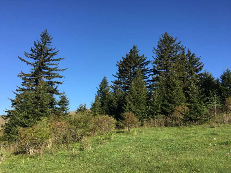 Red Spruce trees along the Rhododendron Trail within Grayson Highlands State Park in Grayson County, Virginia