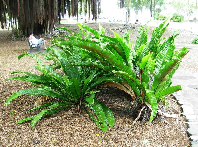en.wikipedia.org/wiki/Asplenium_nidus
Kingdom: Plantae
Division: Pteridophyta
Class: Polypodiopsida
Order: Polypodiales
Family: Aspleniaceae
Genus: Asplenium
Species: A. nidus
Binomial name Asplenium nidus



1041308 419