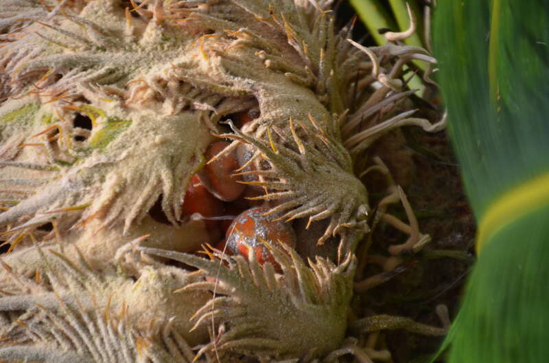Liliʻuokalani Park and Gardens) a0005155)