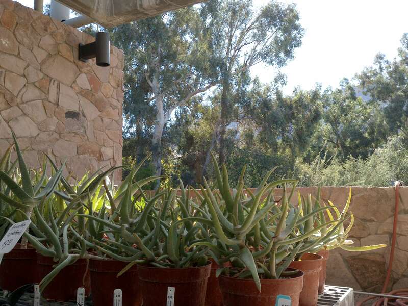 Boyce Thompson Arboretum, Superior, Arizona