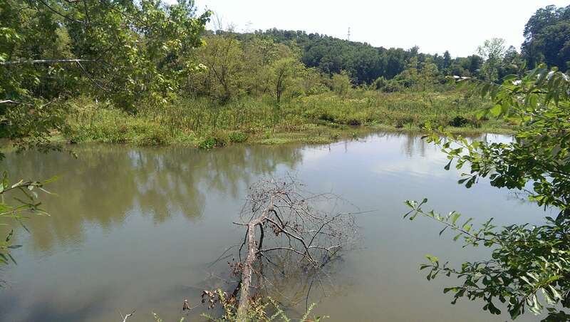 Chattahoochee river from Gold Branch