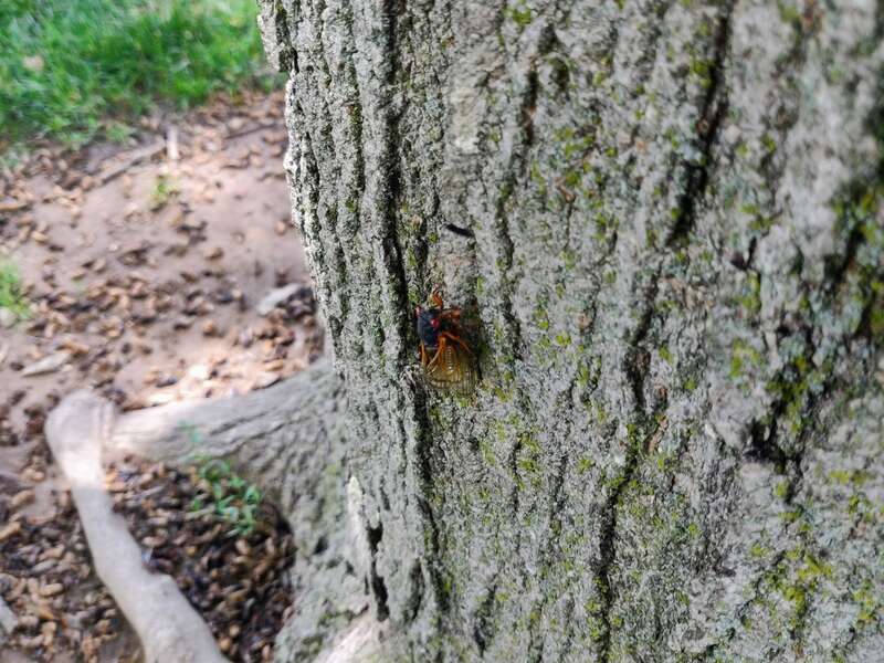 National mall cicadas