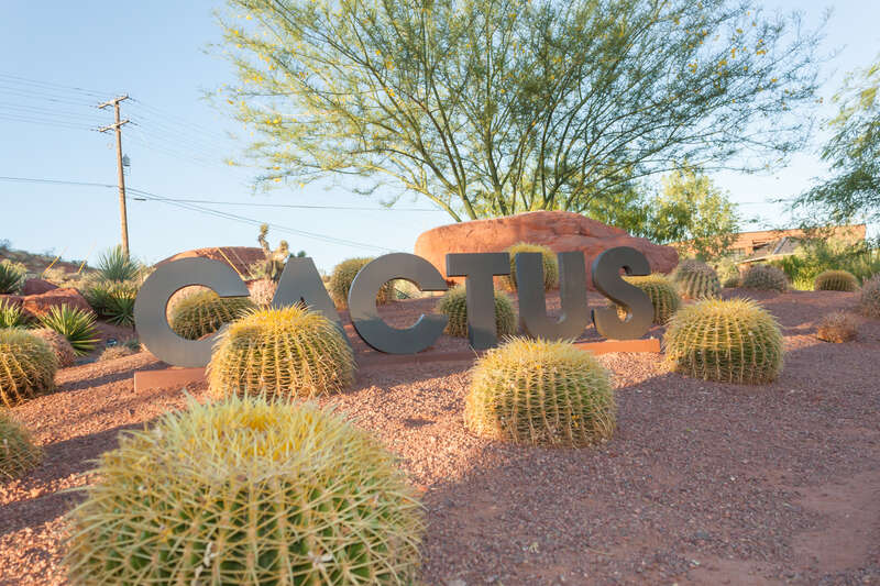 Golden barrel cactus (echinocactus grusonii) display at Red Hills Desert Garden in St. George, UT, USA