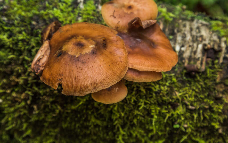 Mushrooms growing along a trail near Munising Falls at Pictured Rocks National Lakeshore in the Upper Peninsula of Michigan.