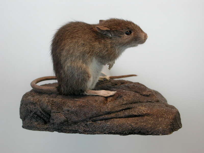 The Pacific or Polynesian rat is the smallest of the three rats (Rattus rattus, R. norvegicus and R. exulans) closely associated with humans. R. exulans has a slender body, pointed snout, large ears, and relatively small, delicate feet. A ruddy brown