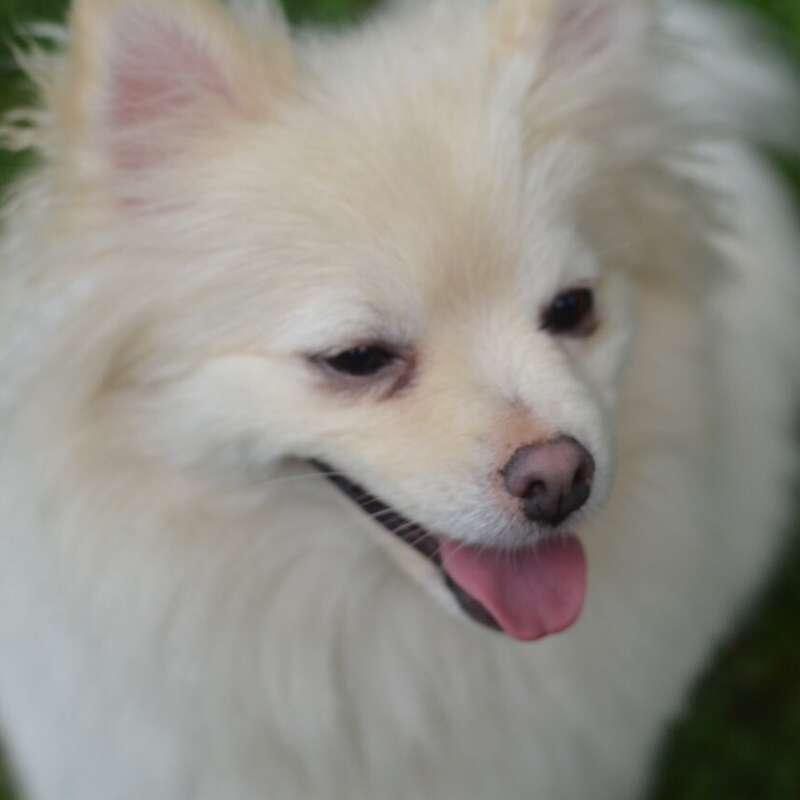 This is an image of a full grown Pomeranian dog.