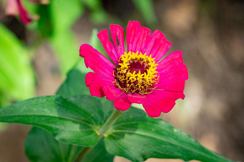 Pretty Magenta Flower