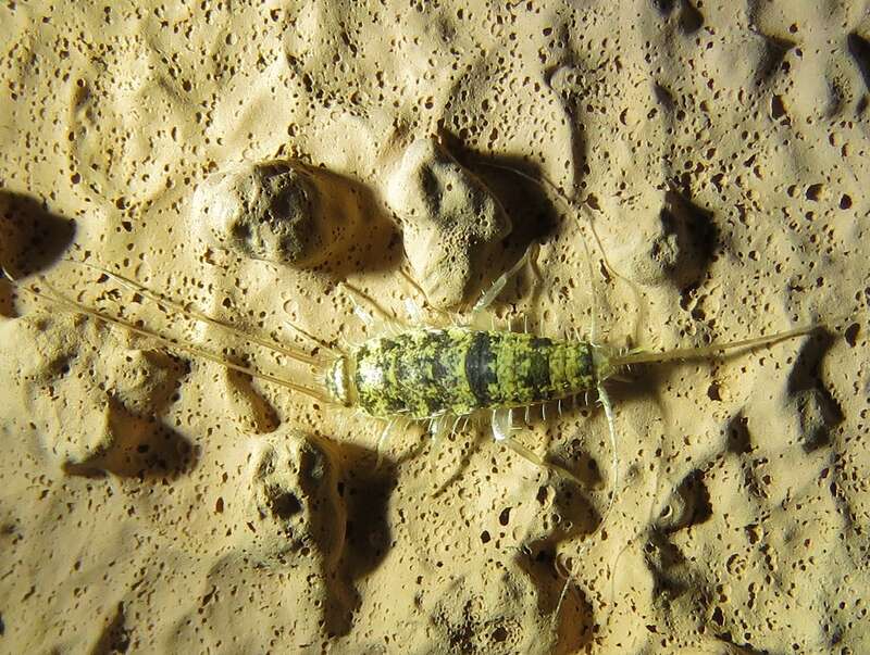 Firebrat (Thermobia domestica)