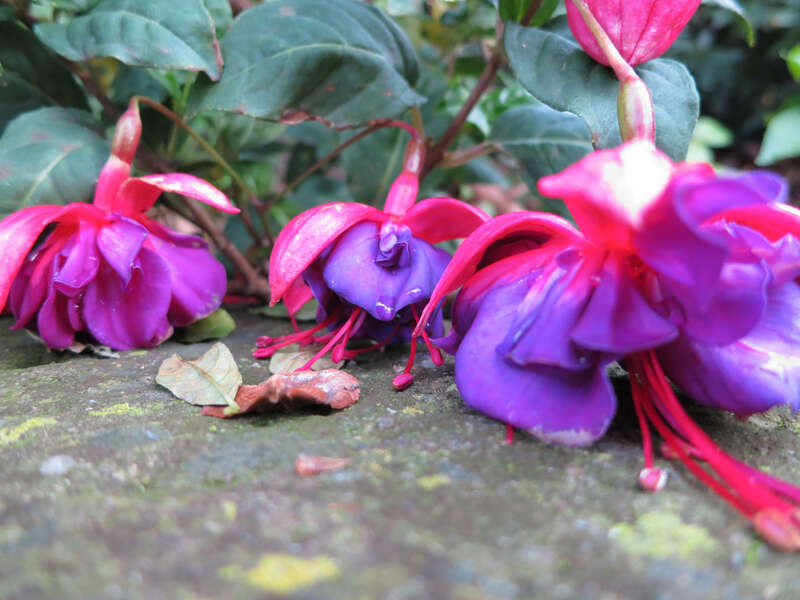 
500px provided description:                                 [#flowers ,#pink ,#purple]