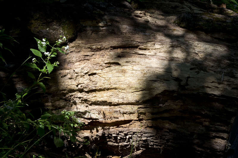 
500px provided description: A walk through Wissahickon Park in 2015. [#park ,#hiking ,#philadelphia ,#pennsylvania ,#philly ,#wissahickon]