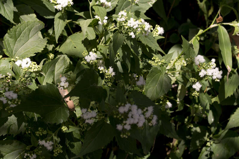 
500px provided description: A walk through Wissahickon Park in 2015. [#park ,#leaves ,#flowers ,#plants ,#hiking ,#philadelphia ,#pennsylvania ,#white flowers ,#philly ,#wissahickon]