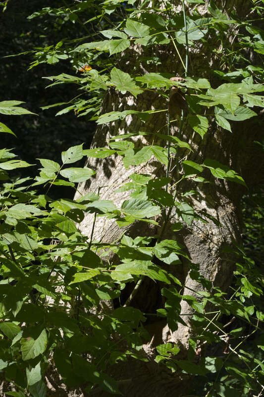 
500px provided description: A walk through Wissahickon Park in 2015. [#park ,#trees ,#forest ,#sunlight ,#hiking ,#philadelphia ,#pennsylvania ,#philly ,#tree trunks ,#wissahickon]