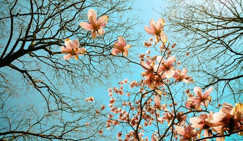 
500px provided description: Chicago, University of Chicago campus [#trees ,#flowers ,#nature ,#daylight ,#bloom ,#natural light ,#blooming ,#nature photography ,#Chicago ,#Spring ,#May ,#Springtime ,#University of Chicago campus]