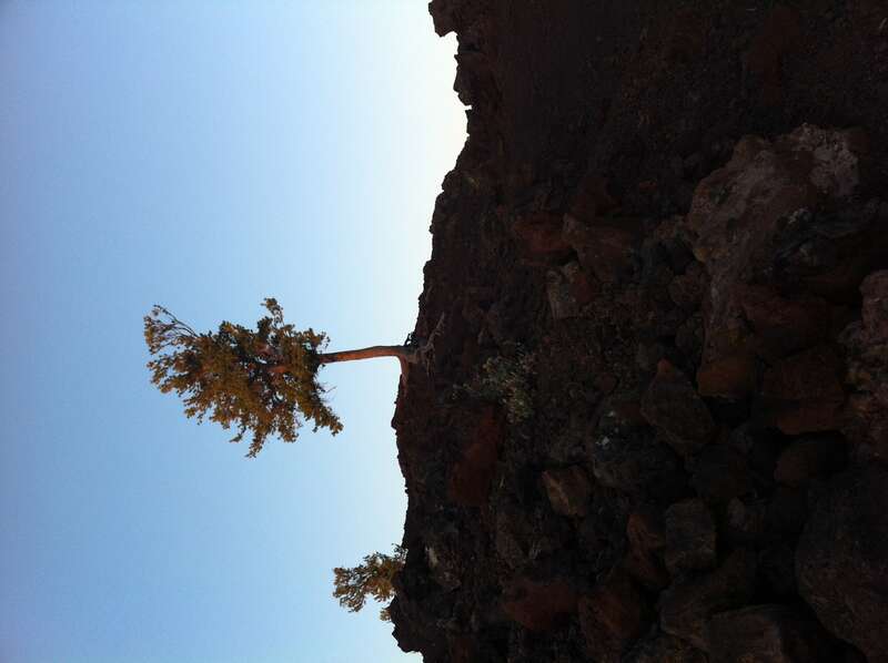 Craters Tree