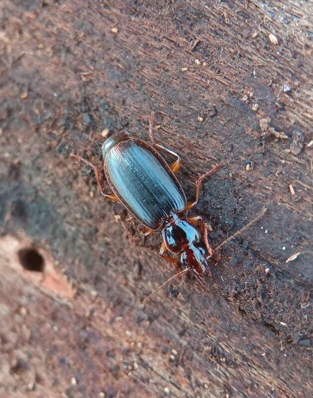 Cymindis platicollis