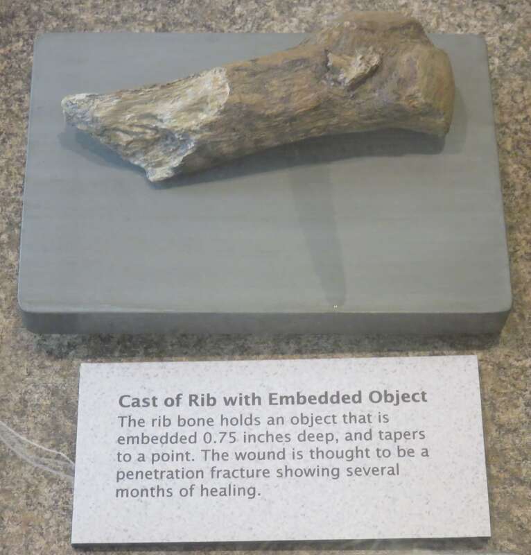 Manis Mastodon, Cast of Rib with Embedded Object; The rib bone holds an object that is embedded 0.75 inches deep, and tapers to a point. The wound is thought to be a penetration fracture showing several months of healing. Museum and Arts Center,
