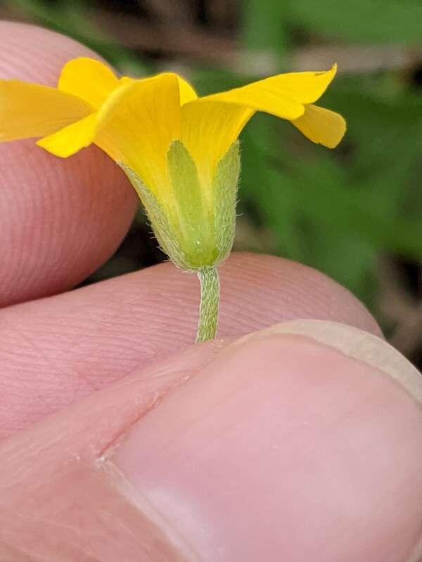 Oxalis dillenii