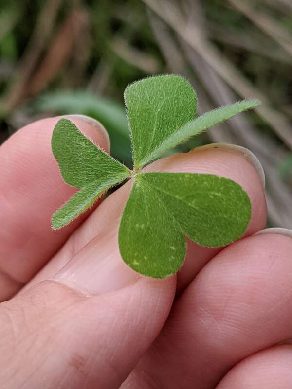 Oxalis dillenii