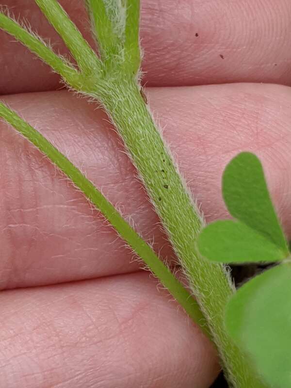 Oxalis dillenii