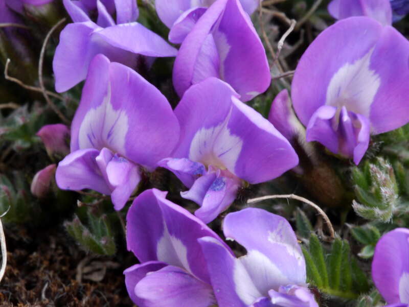 Blackish Crazy-weed (Oxytropis nigrescens)