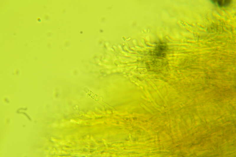 Phlebia nothofagi