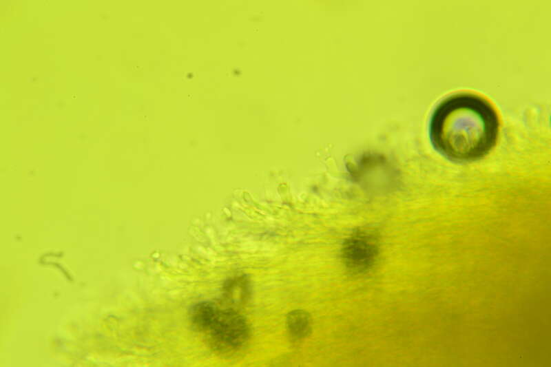 Phlebia nothofagi