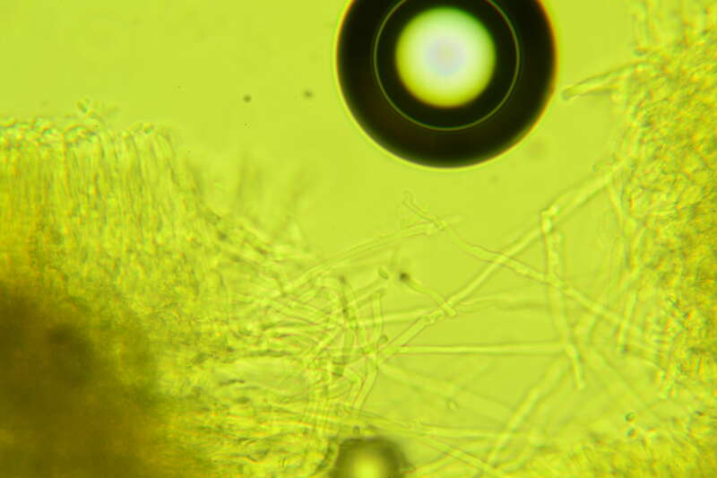 Phlebia nothofagi