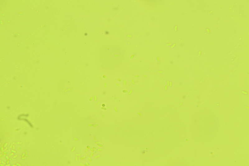 Phlebia nothofagi