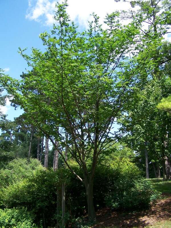 India Quassia Tree, Picrasma quassioides Morton Arboretum acc. 515-63-5