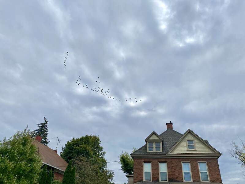 A flock of crows flies south for the winter as seen over Barclay Square in downtown Punxsutawney, Pennsylvania in October 2021.