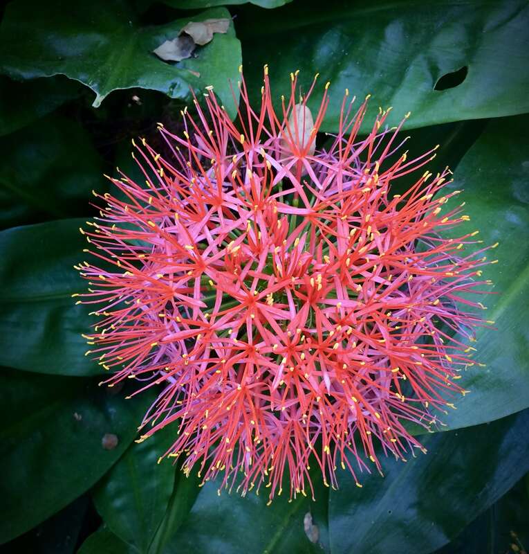 Scadoxus multiflorus var. katherinae, South Africa
Amaryllis family

"Puffball" is about 5" diameter