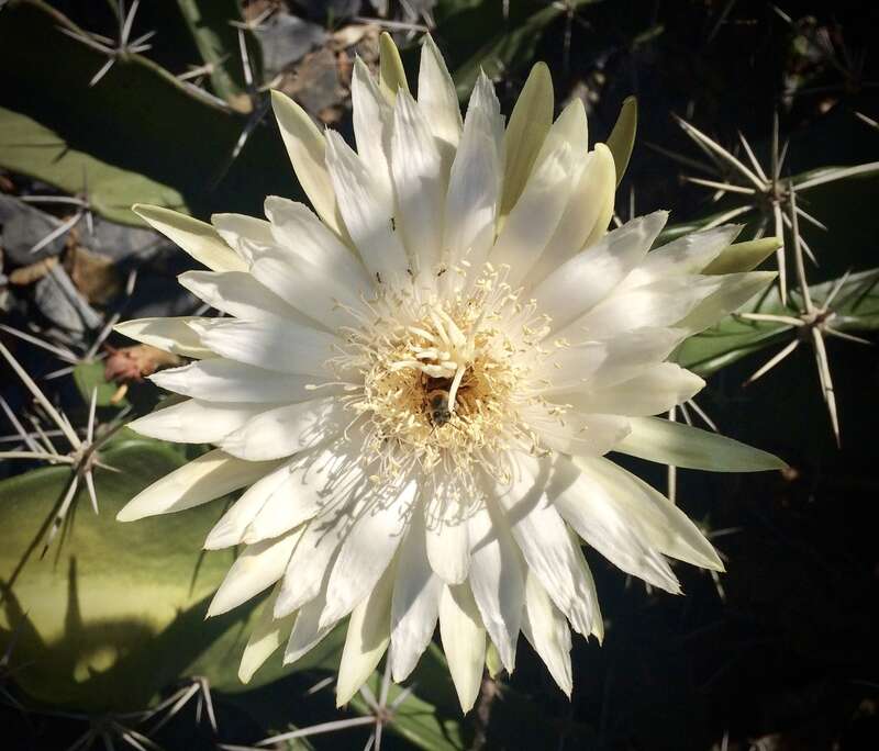 No sp., at Lotusland, new cactus garden