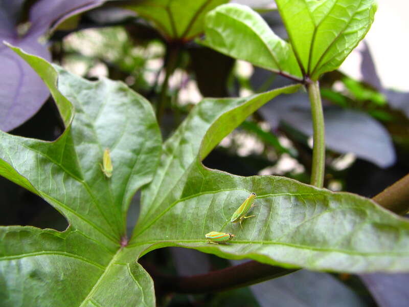 Green and orange-red Graphocephala versuta hang out on a leaf in Charlotte, NC.