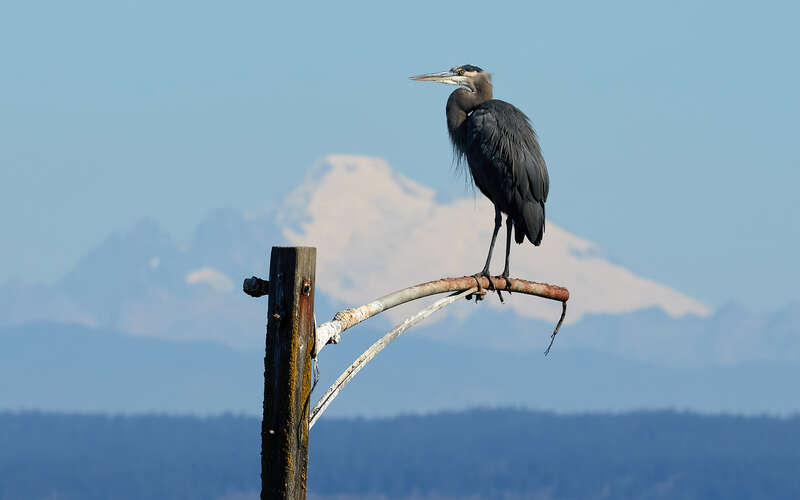 Great blue heron (Ardea herodias) and Mount Baker, as seen from Coupeville, Whidbey Island, Washington State