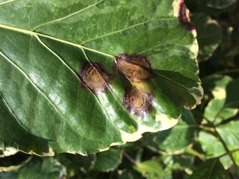 Host: Polyscias guilfoylei (Bull ex
Cogn. &amp; E. March.) 
Pathogen: Xanthomonas campestris pv. hederae
Read: <a href="http://www.ctahr.hawaii.edu/oc/freepubs/pdf/PD-75.pdf"