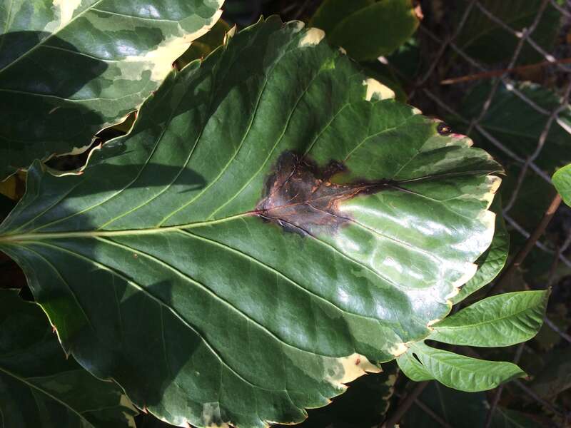 Host: Polyscias guilfoylei (Bull ex
Cogn. &amp; E. March.) 
Pathogen: Xanthomonas campestris pv. hederae
Read: <a href="http://www.ctahr.hawaii.edu/oc/freepubs/pdf/PD-75.pdf"