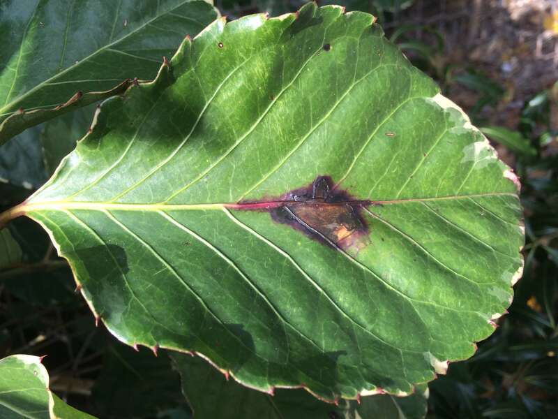 Host: Polyscias guilfoylei (Bull ex
Cogn. &amp; E. March.) 
Pathogen: Xanthomonas campestris pv. hederae
Read: <a href="http://www.ctahr.hawaii.edu/oc/freepubs/pdf/PD-75.pdf"