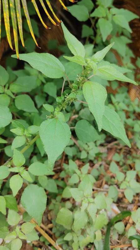 Parietaria praetermissa