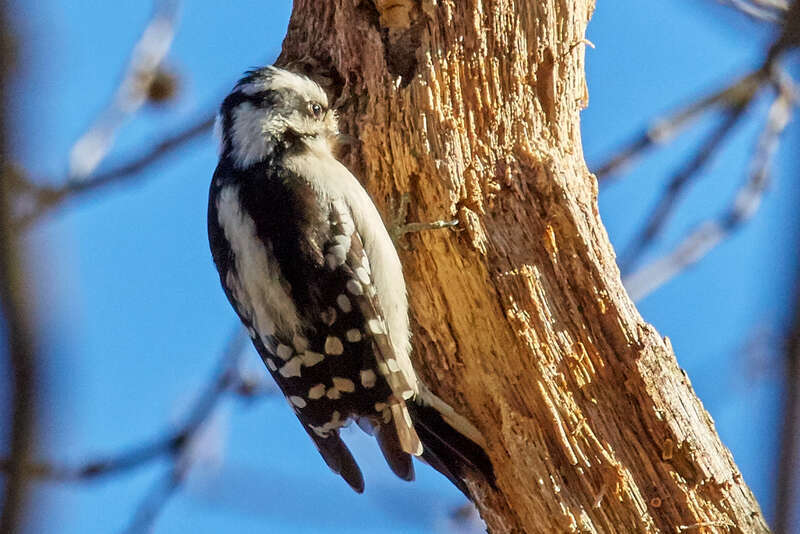 
500px provided description: Visit my <a href="www.smart-art.org">website</a> for more creative work outside of photography. [#birds ,#winter ,#bird ,#nature ,#animal ,#wood ,#wildlife]