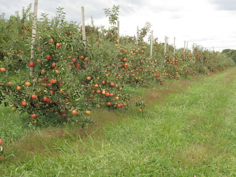 en:Bishop's Orchards