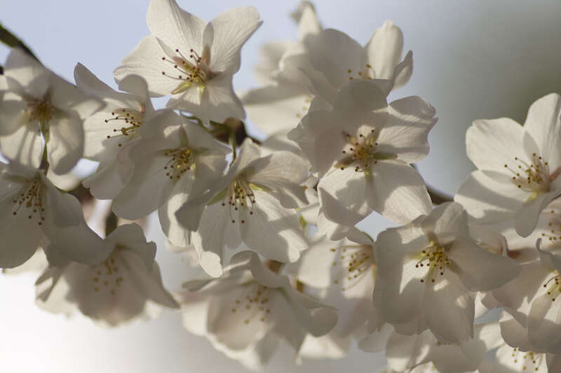 Capitol Hill Cherry Blossoms