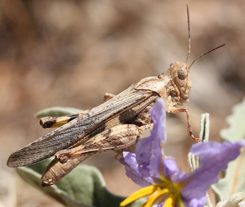 Conozoa carinata - Ridged Grasshopper. Species of insect.