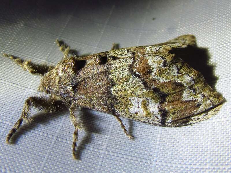 Manto Tussock Moth (Dasychira manto)