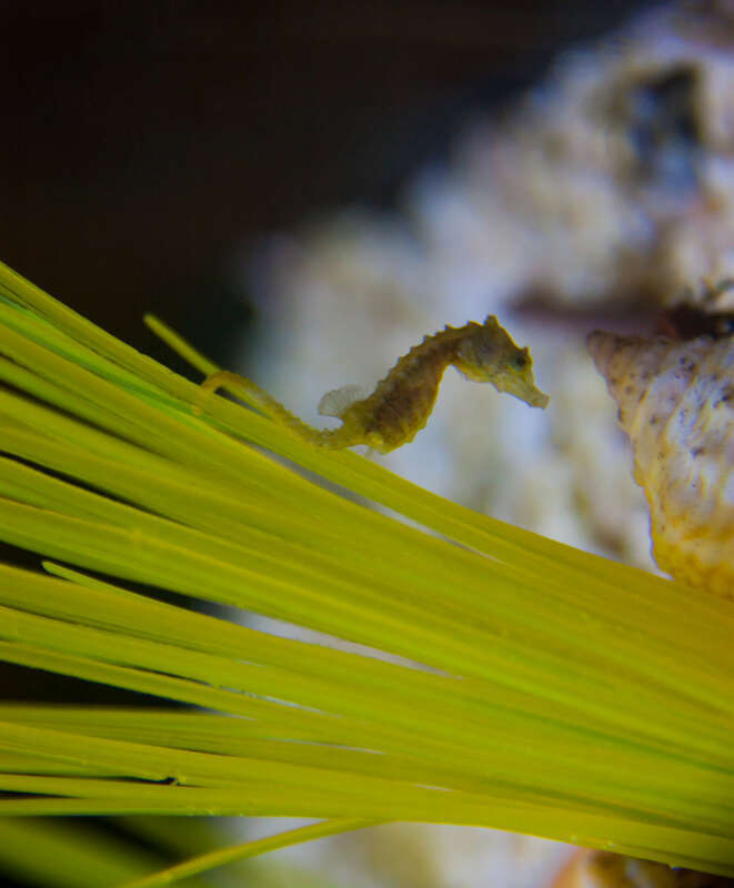 
500px provided description: Dwarf Seahorse (Hippocampus zosterae) [#animal ,#aquarium ,#seahorse ,#Hippocampus zosterae]