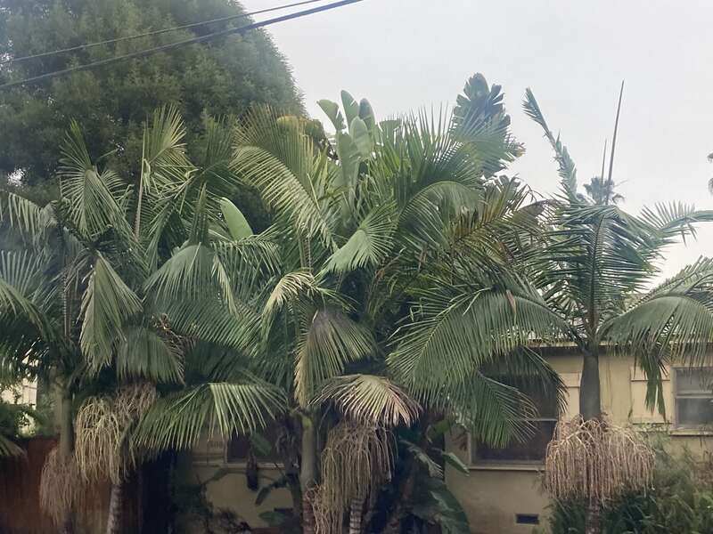Los Angeles