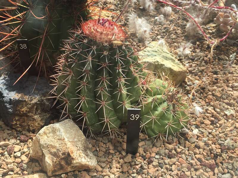 Melocactus bahiensis forma acispinosus. Taken in the Denver Botanic Gardens.